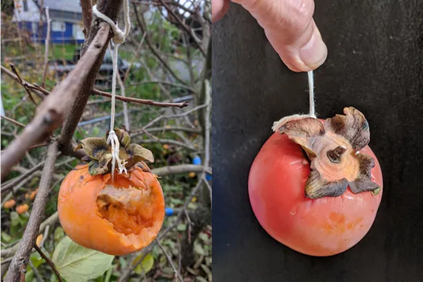 persimmons offered to birds, showing how to tie with string to hang from branches