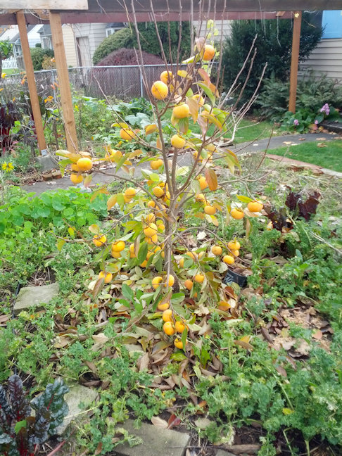 persimmon tree flower