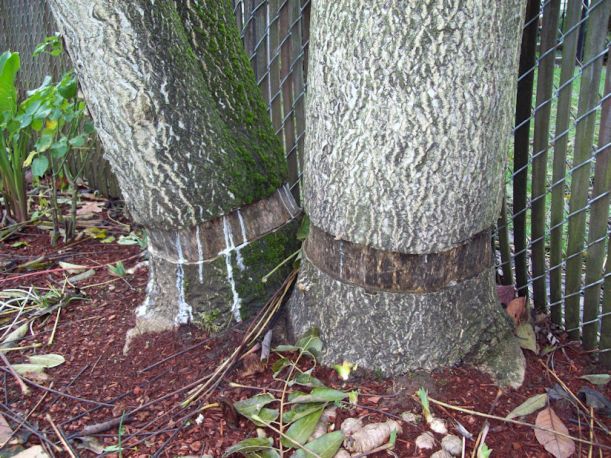 girdled tree trunks