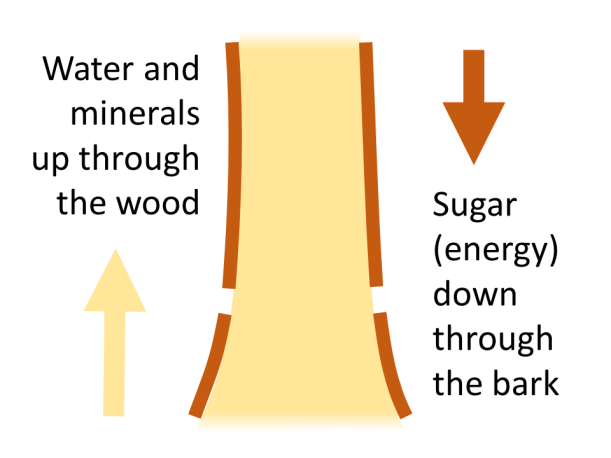 diagram, bark gap