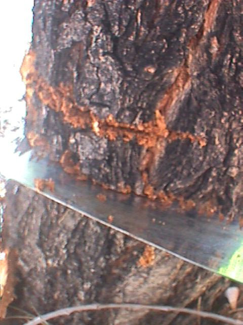 small saw cutting bark