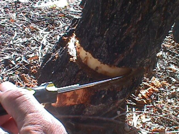bark ring being peeled