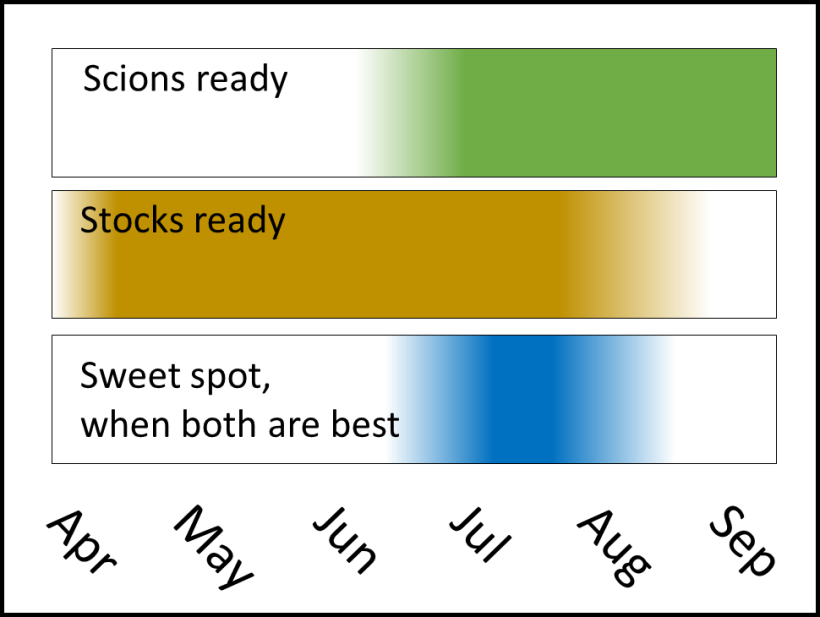Diagram of stocks ready, scions ready, and overlap