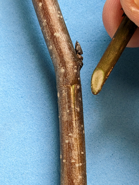 small twig to be used as reamer