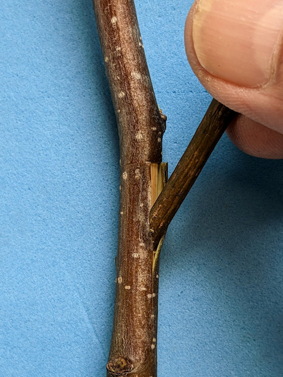 twig reamer in use