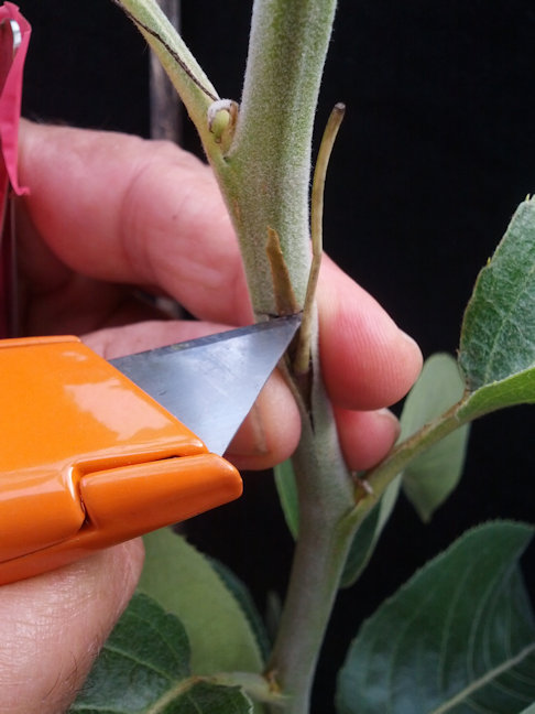 knife cutting of top tail of bud shield