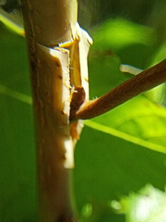 cherry bud graft showing cuticle distinct from true bark