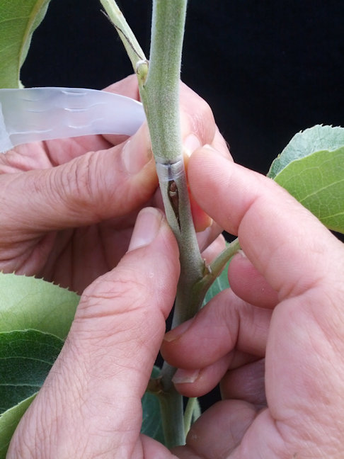 bud graft being wrapped in Parafilm
